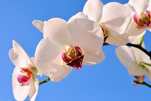 世界举重康复在线课堂优秀课堂精选回放资源上线，世界举重比赛现场视频